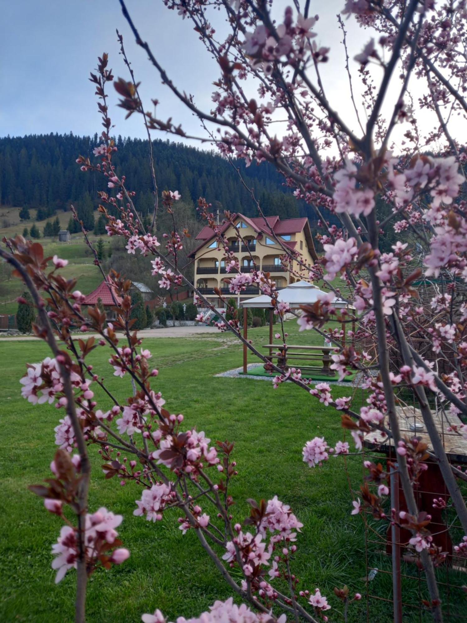 Pensiunea Alunis Hotel Sadova  Exterior photo